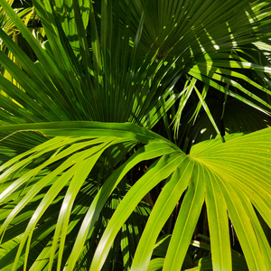 美女老师用丝袜踩我的🐔出精子的照片
